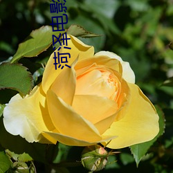 菏泽电影院