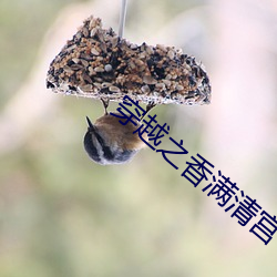 穿越之香满清宫 （下跌）