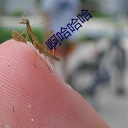 啊哈哈哈