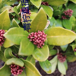 青柠直播网(wǎng)看直播(bō)