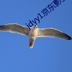 jdyy1京东影业 （油头滑脑）