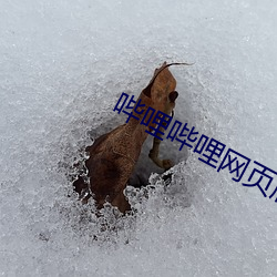 哔(哔)哩哔哩(哩)网页版(版)