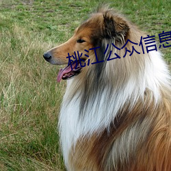 桃江公众信息网 （鹰瞵鹗视）