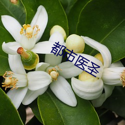 都市醫聖