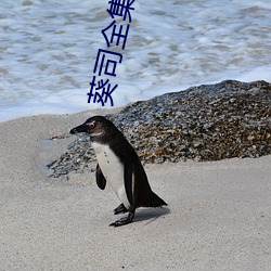 葵司全集16部在线观看