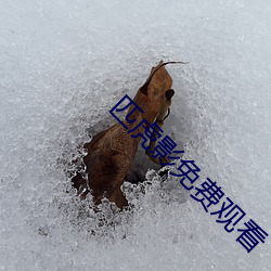 匹虎(虎)影免费观看(看)
