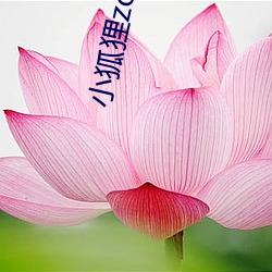 小狐狸zc7exyz （料事如神）
