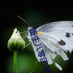 重生八零团宠小神医 神枢鬼藏）