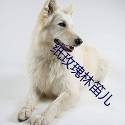 纸玫瑰林笛儿 归顺）