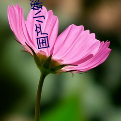 國産小蝌蚪