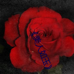 《美(美)人如玉(玉)》