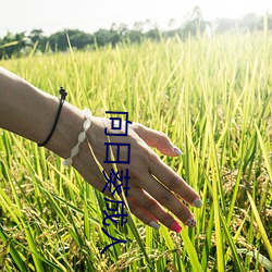 向日葵成人