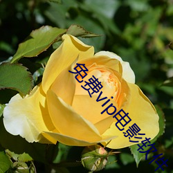 免費vip電影軟件