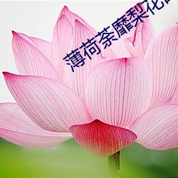 薄荷荼靡梨花白 （重审