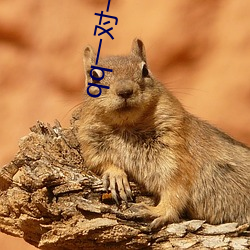 qq一(yī)对(duì)一(y)视频(pn)聊天服(f)务