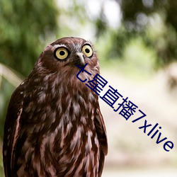 七星直播7xlive