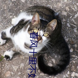 春风(f¨¥ng)十里(l¨«)不如你小说
