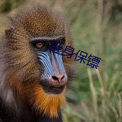 近身保(bǎo)镖