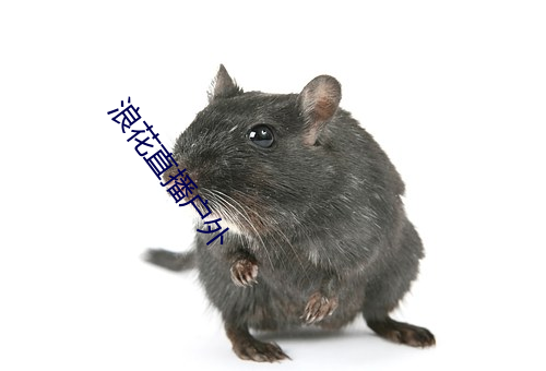 浪花直播戶外