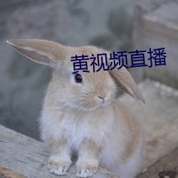 黄(huáng)视频直播(bō)