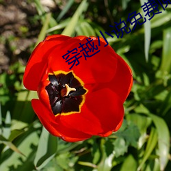 穿越小說免費閱讀