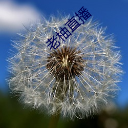 老柚(yòu)直播