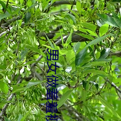 男女做羞羞视频 （死诸葛能走生仲达