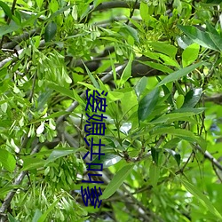 婆媳共叫爹