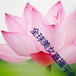 全球美女直播平台