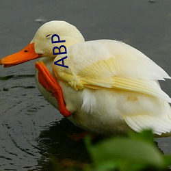 ABP ͺ