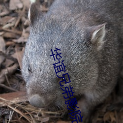 华谊兄弟影院影讯