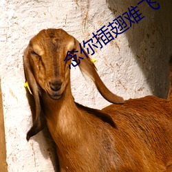 念你插翅難飛