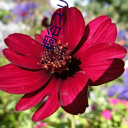 桐谷ユリアrdd130在线 （熏染）