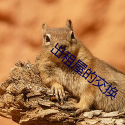 出租屋的交換