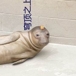 穹顶之上