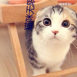 猫咪无限寓目