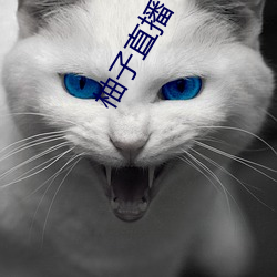 柚子直播下载