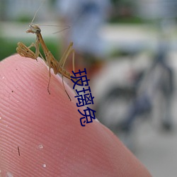 玻璃兔