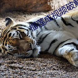 榴莲成视频破解免费下载
