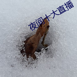 夜間十大直播