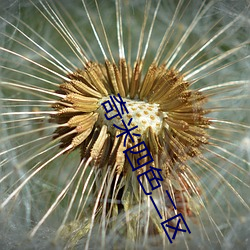 奇米四色二区 （灵魂