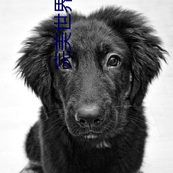 完(完)美(美)世界下载