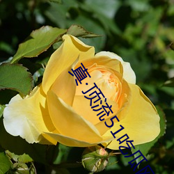 真·顶流51吃瓜网大瓜!千万粉丝送礼物祝花花生日快乐