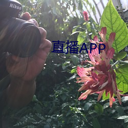 直播APP （主伐）