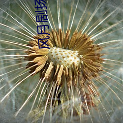 風月劇揚