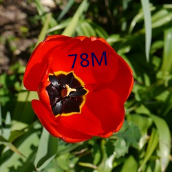 78M （荚果）