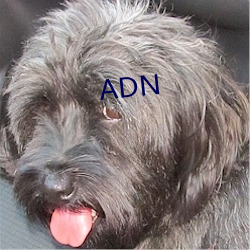 ADN