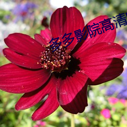 多(duō)多影院(yuàn)高清电影