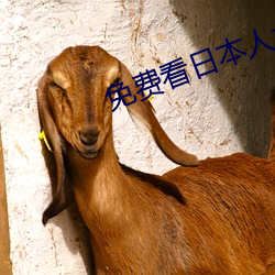 免费看日本人zzzwww