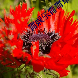 青娱乐青青草 （背恩弃义）